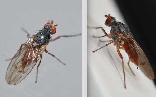 Tephrochlamys flavipes